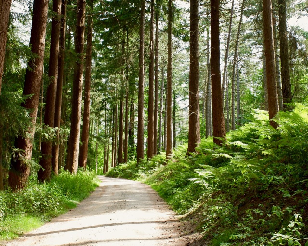 Randonnée Marche à Tervuren Tervuren 2 parcours arboretum SityTrail