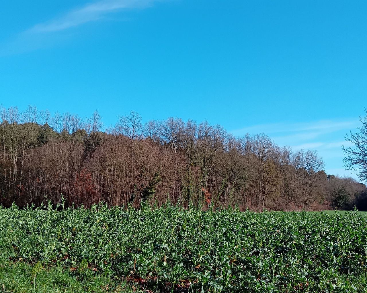 Tour Wandern bei Les Ulmes les ulmes fh 24022024 SityTrail