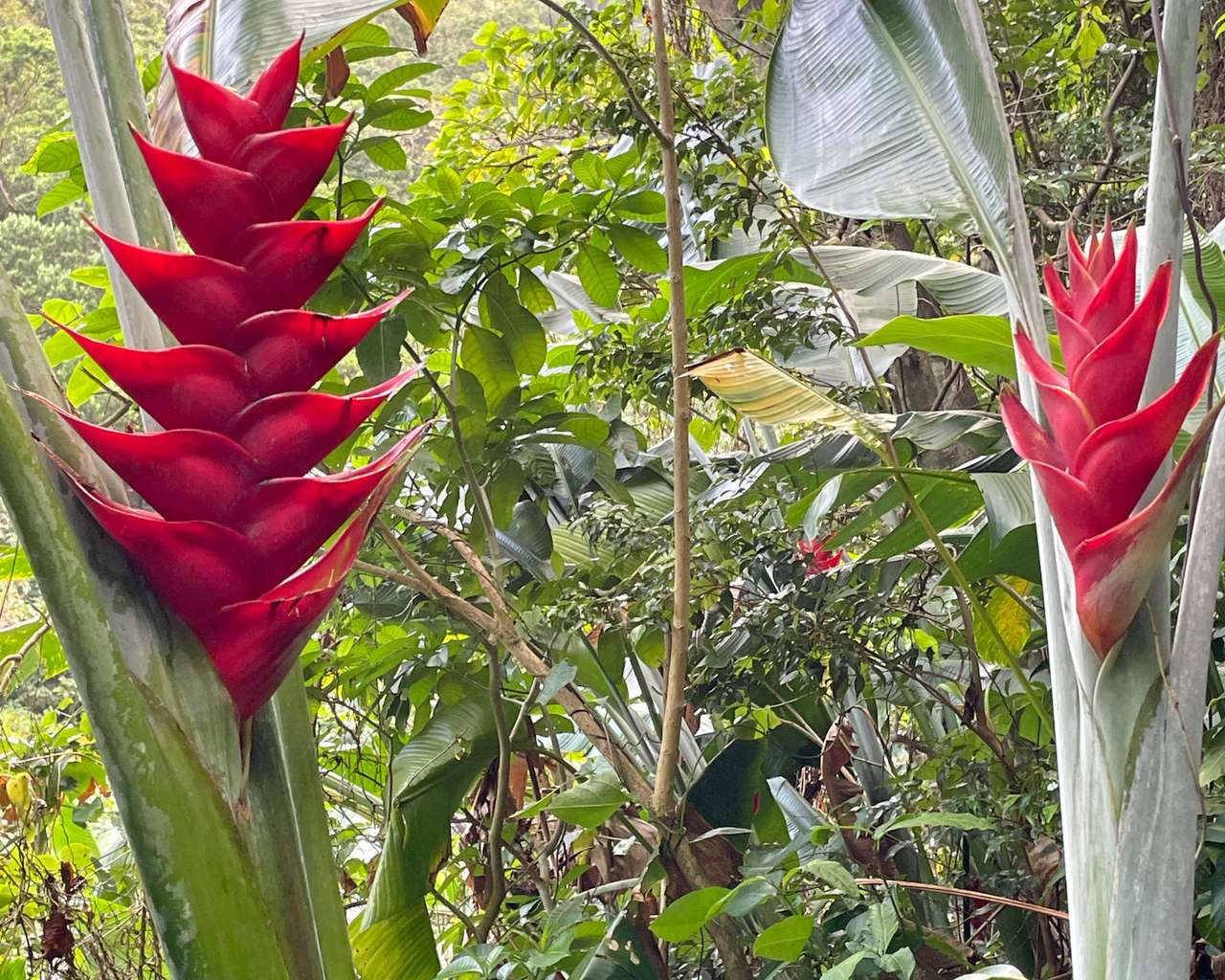 Farant Randonnée à Le Morne-Vert: Morne vert - SityTrail