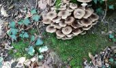 Tocht Stappen Chênex - Chenex champignons - Photo 1