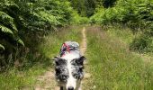 Trail Walking Chiny - Vallée de l’Eau - Photo 2