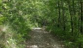Trail On foot Chiusi della Verna - Mulattiera del Granduca - Photo 5