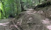 Trail Walking Montefortino - Gole dell’ infernaccio - Photo 3