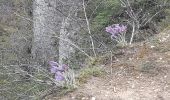 Excursión Senderismo Saint-Pierre-des-Tripiers - Sentier des corniches de la JONTE - Photo 6