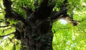 Tour Wandern Verviers - aqueduc-bois de Jalhay-Cossart  - Photo 12