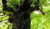 Randonnée Marche Verviers - aqueduc-bois de Jalhay-Cossart  - Photo 12