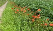 Tocht Stappen Tervuren - Le long du Voer - Photo 3