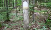 Trail On foot Kipfenberg - Schmetterlingsweg - Photo 5
