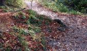 Tour Wandern Watermael-Boitsfort - Watermaal-Bosvoorde - Watermael-boitsfort 01-11-2022 - Photo 2