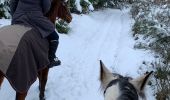 Trail Horseback riding Neufchâteau - Hamipré Croix de l’homme par LuxGreen - Photo 6
