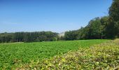 Trail Walking Ciney - Conjoux 300724 - Photo 11
