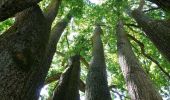 Excursión A pie Lanaken - La Butte aux Bois Paarse trapezium - Photo 4