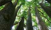 Randonnée A pied Maasmechelen - La Butte aux Bois Paarse trapezium - Photo 4