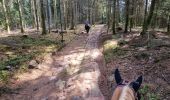 Trail Horseback riding Cirey-sur-Vezouze - Cirey-sur-Vezouze direction turquestein  - Photo 1