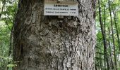 Trail Walking Saint-Hippolyte - boucle st Hippolyte-ht koenigsburg-st Hippolyte  - Photo 1