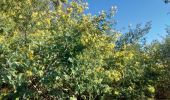Trail Walking Tanneron - Tanneron et ses mimosas - Photo 4
