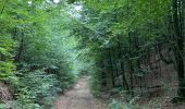 Trail Walking Büllingen - Panorama Medendoef - Photo 2