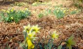 Tour Wandern Neufchâteau - Massul - Bois Molinfaing - Photo 11