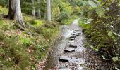 Randonnée Marche Martelange - Dans l’intimité d’une forêt  - Photo 6