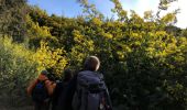 Excursión Senderismo Tanneron - Massif du Tanneron - Bois de Callian - Photo 11