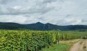 Randonnée Marche Mittelwihr - entre vignobles et forêts : boucle Mittelwihr- Bebleheim- Zellenberg - Hunawihr - Riquewihr- Mittelwihr  - Photo 1