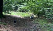 Trail Walking Neufchâteau - Hosseuse début GR 151 puis boucle retour  - Photo 10