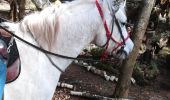 Trail Horseback riding Badonviller - badonviller parc aventure tyrolienne roche des corbeaux - Photo 3