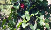 Randonnée Marche Nans-les-Pins - 