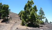 Tour Wandern El Paso - Wikiloc - La Palma: Cumbre Vieja Vulkaanroute half - Photo 3