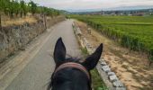 Excursión Caballo Labaroche - Labaroche - kaysesberg - Photo 1