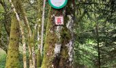 Percorso  Gérardmer - Bourrique, tour et cascade de Merelle - Photo 20