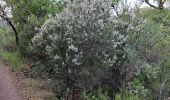 Trail Walking Pierrefeu-du-Var - N4 Portaniere fedon 1 - Photo 2