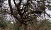 Tocht Noords wandelen Fontainebleau - Départ croix Toulouse  - Photo 3