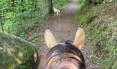Trail Horseback riding Abreschviller - Lettenbach Tivio vacances  - Photo 1