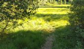 Trail Walking Xonrupt-Longemer - randonnée sur 2 jours des 5 lacs dans les Vosges ( longemer, blanchemer, lispach, Retournemer, de la lande) - Photo 18