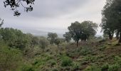 Trail Walking Roquebrune-sur-Argens - Les Petites Maures - Photo 10