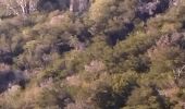 Randonnée Marche Le Lavandou - Le Lavandou Cavalières le Temple d'Hercule  - Photo 1