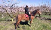 Trail Donkey back riding Livron-sur-Drôme - Abiche toundra - Photo 9