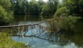 Tocht Stappen Poigny-la-Forêt - Poigny la forêt - Photo 5