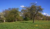 Tour Zu Fuß Ebersburg - Rhön-Rundweg 2 Weyhers - Photo 1