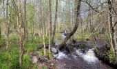 Trail Walking Houffalize - rando wibrin 22-04-2024 - Photo 16