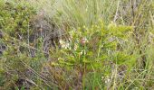 Tocht Stappen Quiroga - Laguna de Cuicocha - Photo 11