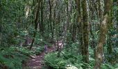 Randonnée Marche Hermigua - El Cedro dans le parc national de La Gomera - Photo 1