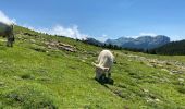 Tour Wandern Saint-Pierre-d'Entremont - La Croix de l’Alpe 10,7 km - Photo 3