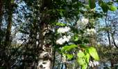 Tour Wandern Sotteville-sous-le-Val - 20260407-sotteville sous le val cool - Photo 11