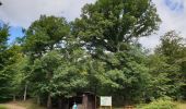 Tour Wandern Kestenholz - Le Hahnenberg et les balcons de Sélestat - Photo 13