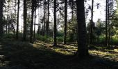 Tour Wandern Charensat - forêt de Charensat - Photo 2