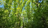 Tour Wandern Goesdorf - Goebelsmühle - Bourscheid - Dirbach - Photo 14