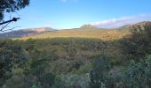 Trail Walking Puget-sur-Argens - La Lieutenante (D.R ) - Photo 1
