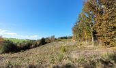 Tour Wandern Feitweiler - rando fauvillers 22-10-2024 - Photo 2